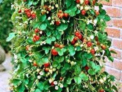   ягоди Raosta (увивни, целогодишни)