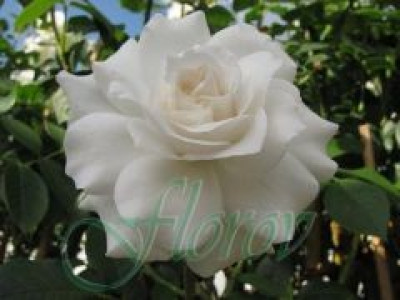   Облагородена храстовидна роза Флоров: Каталожен номер 13