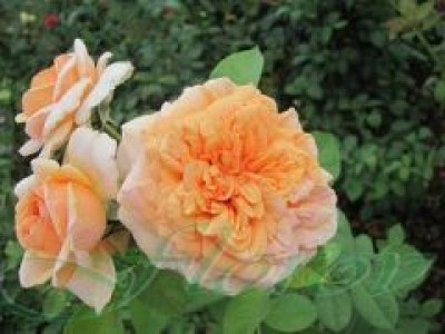   Облагородена катереща роза Флоров: Каталожен номер 30