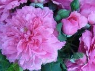   Облагородена катереща роза Флоров: Каталожен номер 32