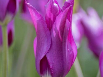   лале Lilyflowering Purple dream