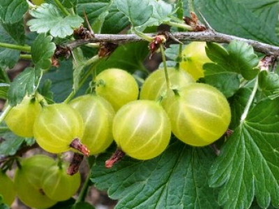   Цариградско грозде бяло (Ribes uva-crispa)