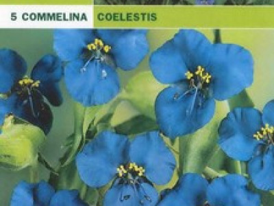   комелина Commelina Coelestis