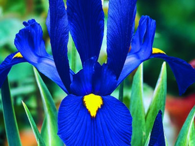   Ирис hollandica blue