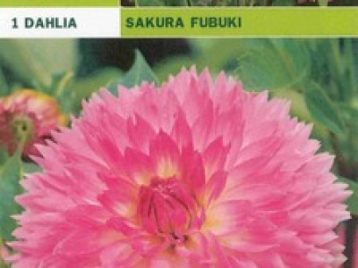   далия Sakura fubuki