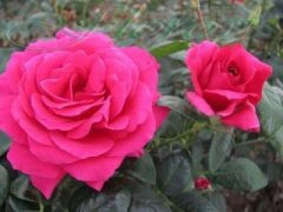   Облагородена храстовидна роза Флоров: Каталожен номер 14