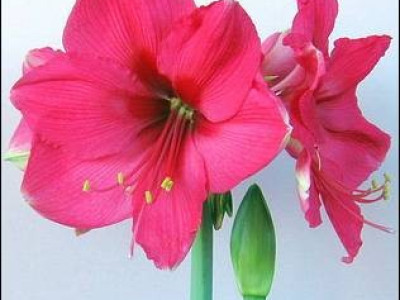   Амарилис (Amaryllis Hippeastrum) Pink