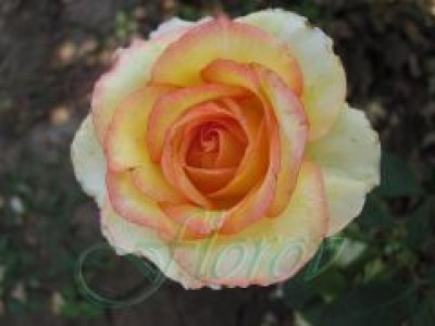   Облагородена храстовидна роза Флоров: Каталожен номер 16