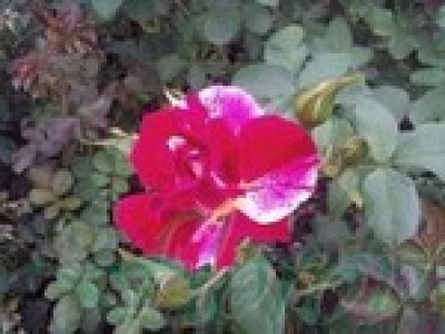   Облагородена катереща роза Флоров: Каталожен номер 27