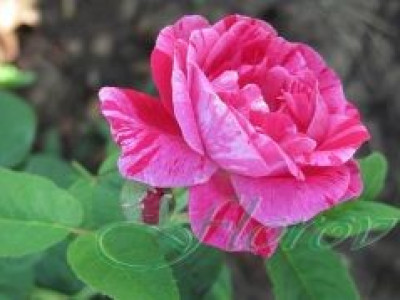   Облагородена катереща роза Флоров: Каталожен номер 51
