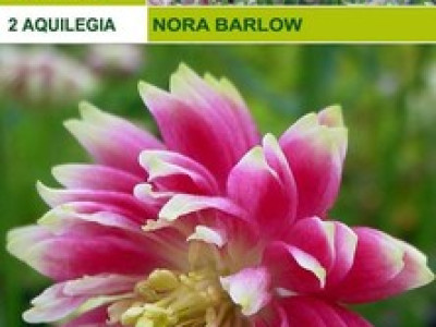   Аквилегия - Nora Barlow