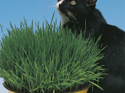   Котешка трева`SG