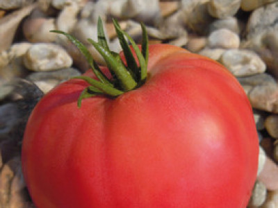   домати Волско сърце