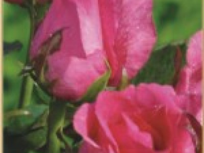   Храстовидна роза 014