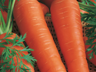   моркови Lunga Rossa Ottusa 2`SG