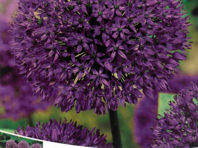   Декоративен лук (Purple Sensation)