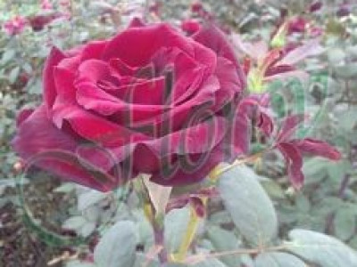   Облагородена храстовидна роза Флоров: Каталожен номер 01