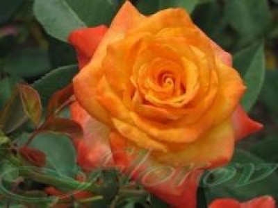   Облагородена храстовидна роза Флоров: Каталожен номер 09