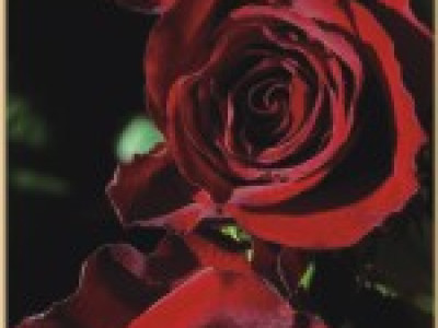   Храстовидна роза 001