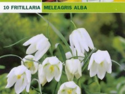   Фритилария бяла ниска (Fritillaria meleagris alba) - 10 бр