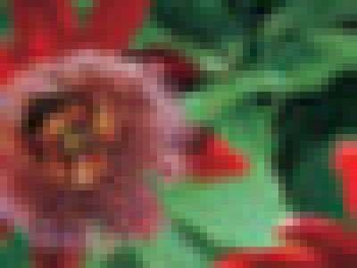   Пасифлора червена - Passiflora Alata