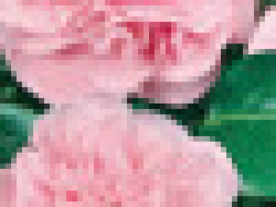   Камелия розова (Camellia japonica)