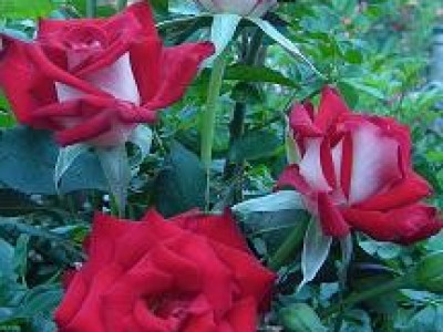   Облагородена храстовидна роза Флоров: Каталожен номер 19
