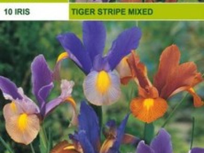   Ирис - Iris Hоllandica Tiger Stripe (пакет - 10 луковици)