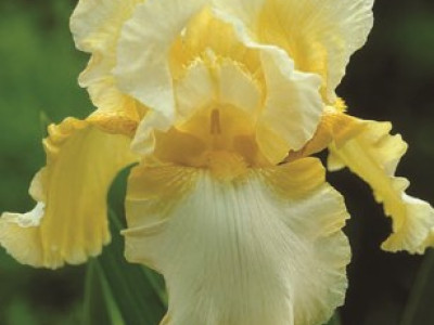   Ирис Germanica yellow/white