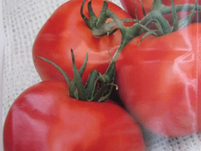   домати Трапезица