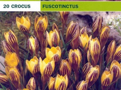   Минзухари Fuscotinctus (1 оп - 20 луковици)