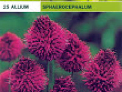   Декоративен лук (Allium Christophii) Sphaerocephalon