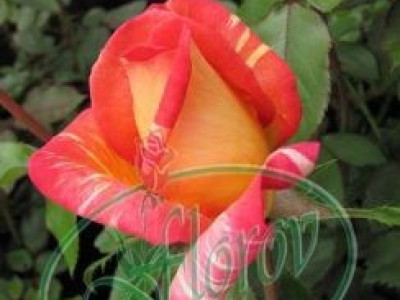   Облагородена храстовидна роза Флоров: Каталожен номер 02