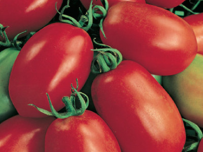   домати Рома`SG