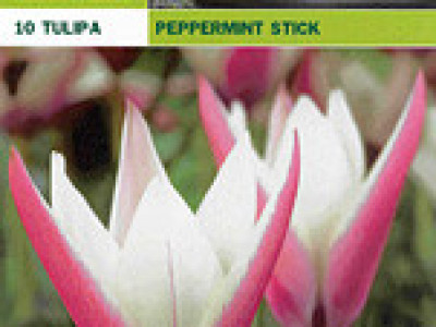   Лалета Peppermint Stick Stelata 10 бр (пакет)