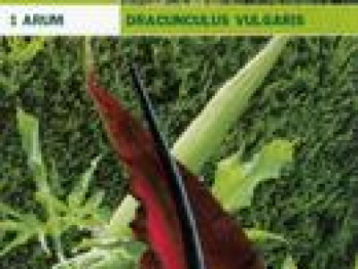   Арум (Dracunculus vulgaris)