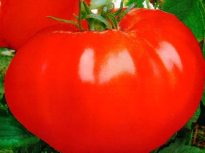   домати Фантазия