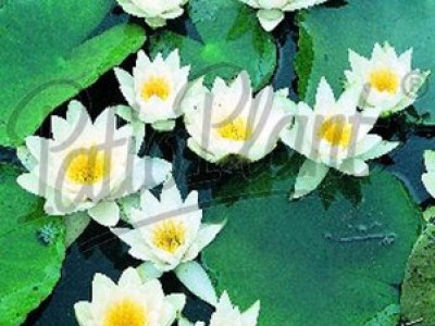  водна лилия Бяла 