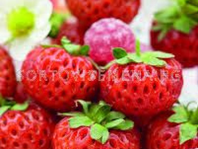   Ягоди - Fragaria Ananassa Raspy Strawberry