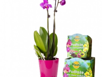   Комплект за орхидея-почва + саксия