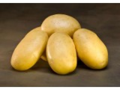   семе картофи Лината