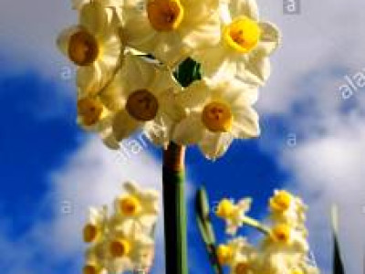   Нарцис Multiflora Yellow/ White