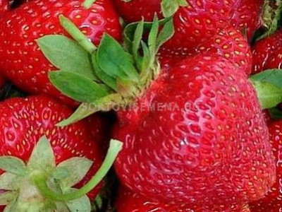   ягоди (Strawberry) Zenga Zengana